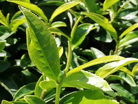 Por que o terroir é importante para a qualidade do pó de matcha de alta qualidade?